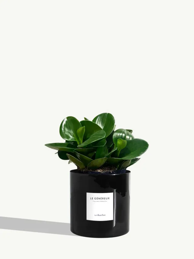 By Charlot Le Généreux plante métal vernis noir