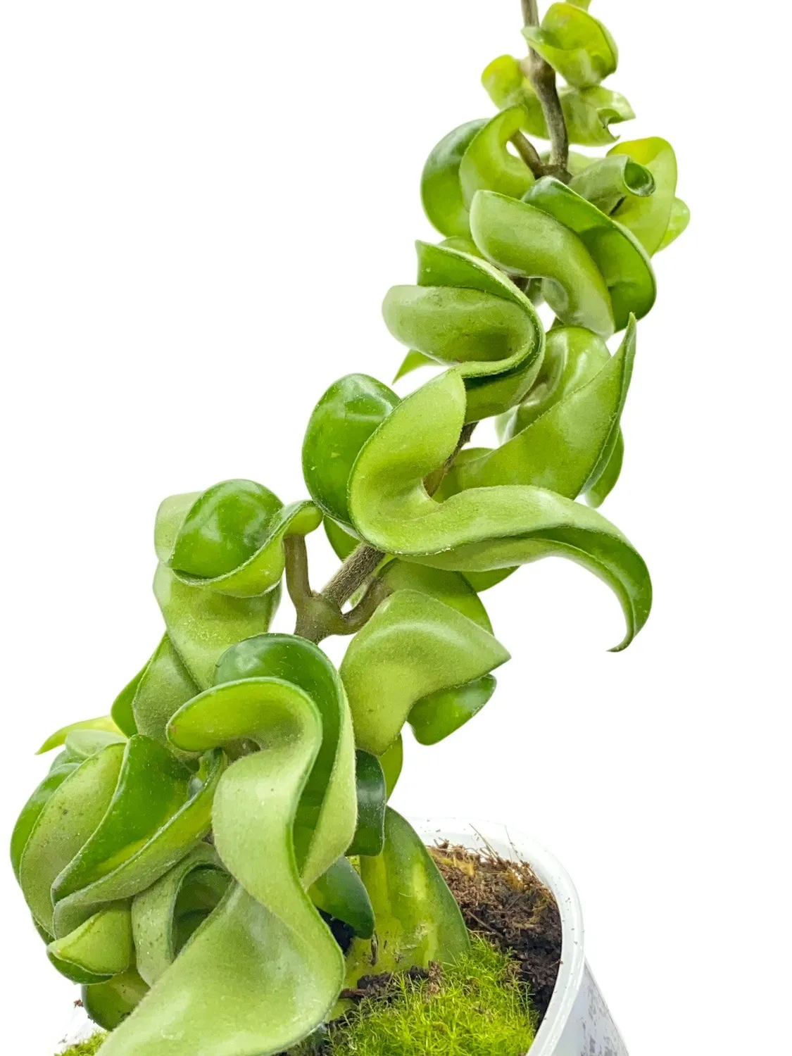 Plant and Stories Carnosa Compacta hoya plante pot 6cm torsadée
