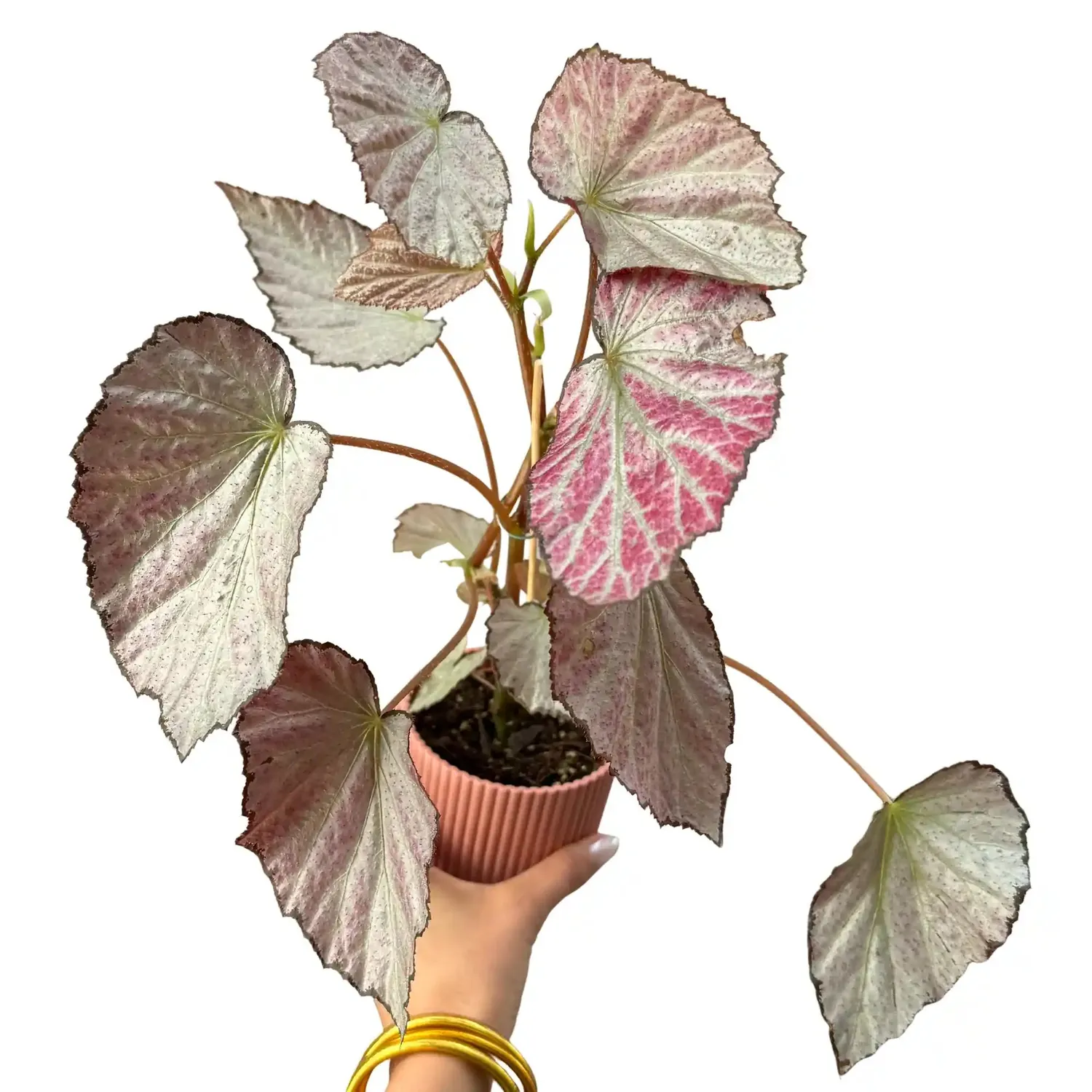 Plant and Stories Two Face bégonia pot 8 cm bicolore
