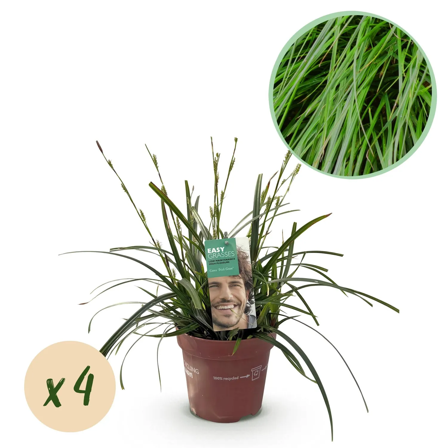 Plant and Stories Carex Intense Green laîche verte pot 17 cm