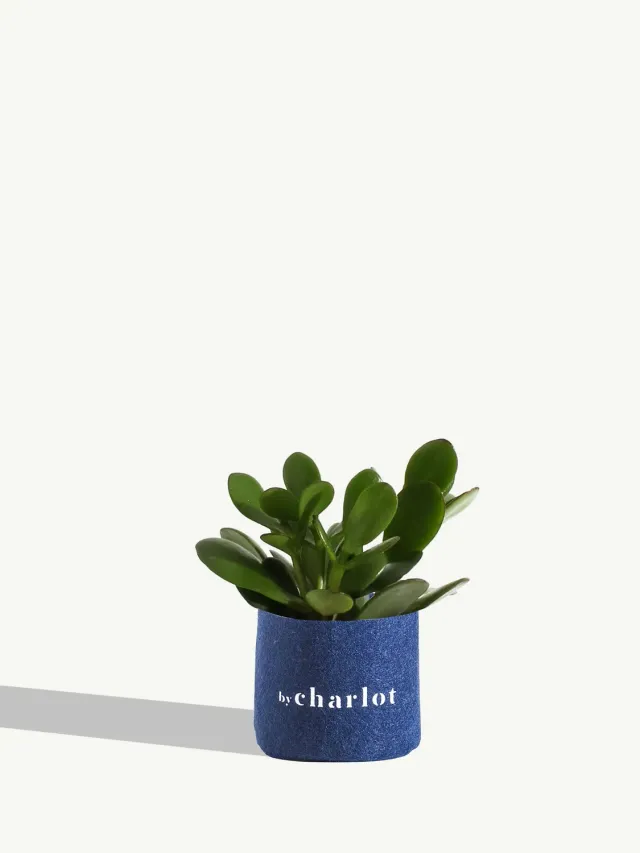 By Charlot La Délicate succulente Crassula recharge XS