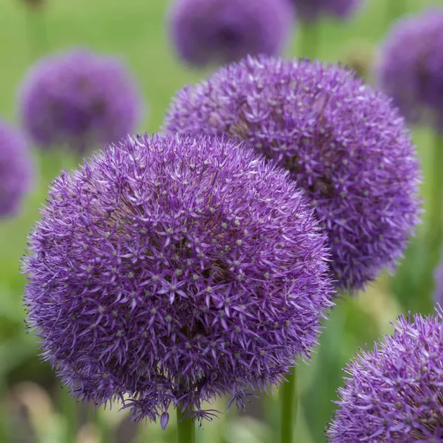 Plant and Stories Allium Pinball Wizard bulbe lot 8 violet