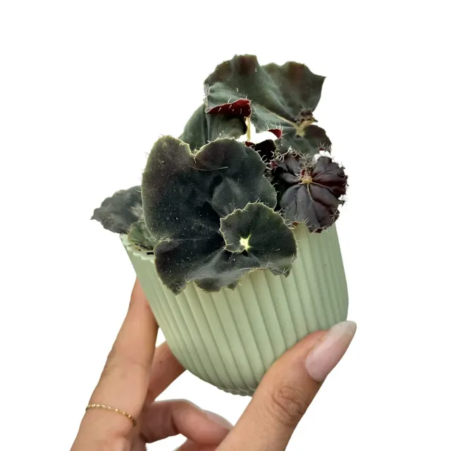 Plant and Stories Begonia Dark Mambo plante pot 6cm chocolat