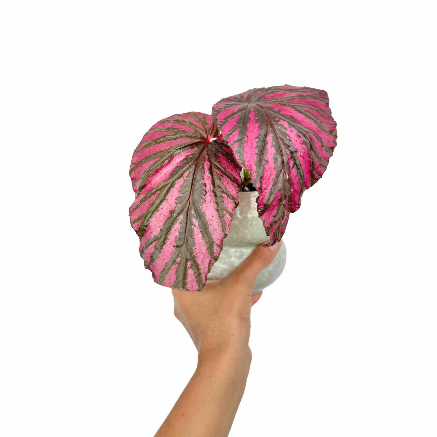 Plant and Stories Begonia Brevirimosa plante pot 8 cm feuillage irisé
