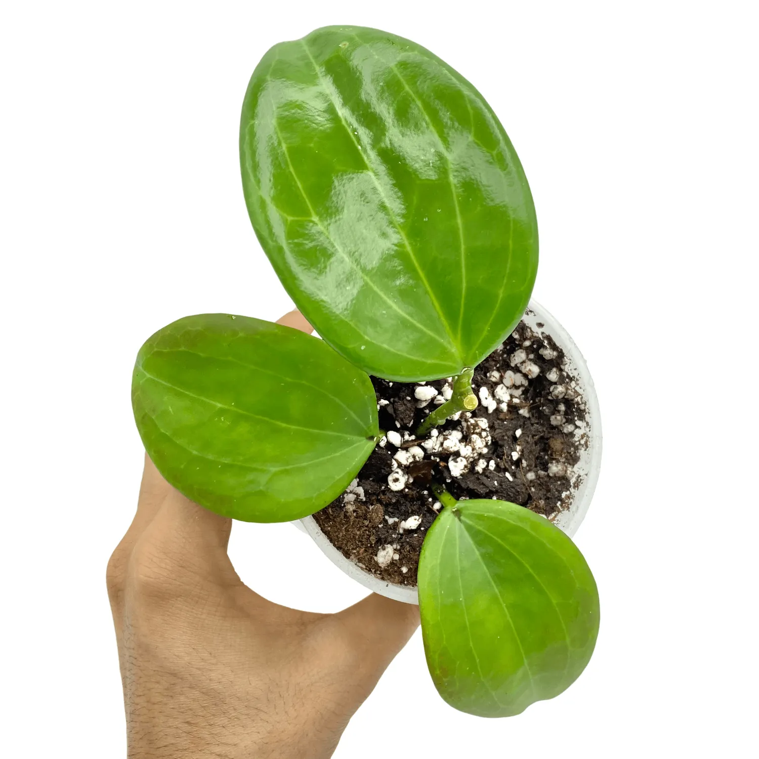 Plant and Stories Hoya Quinquenervia plante verte pot 6cm nervures