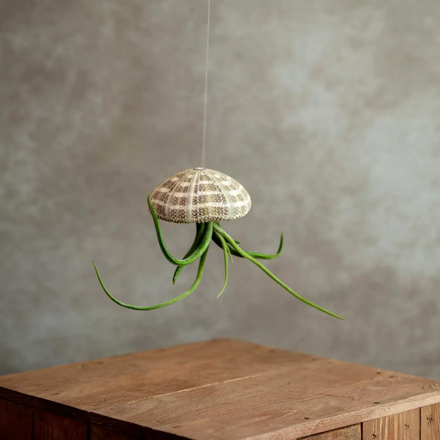 Airplantshop Jellyfish Large Méduse Tillandsia Caput Medusae