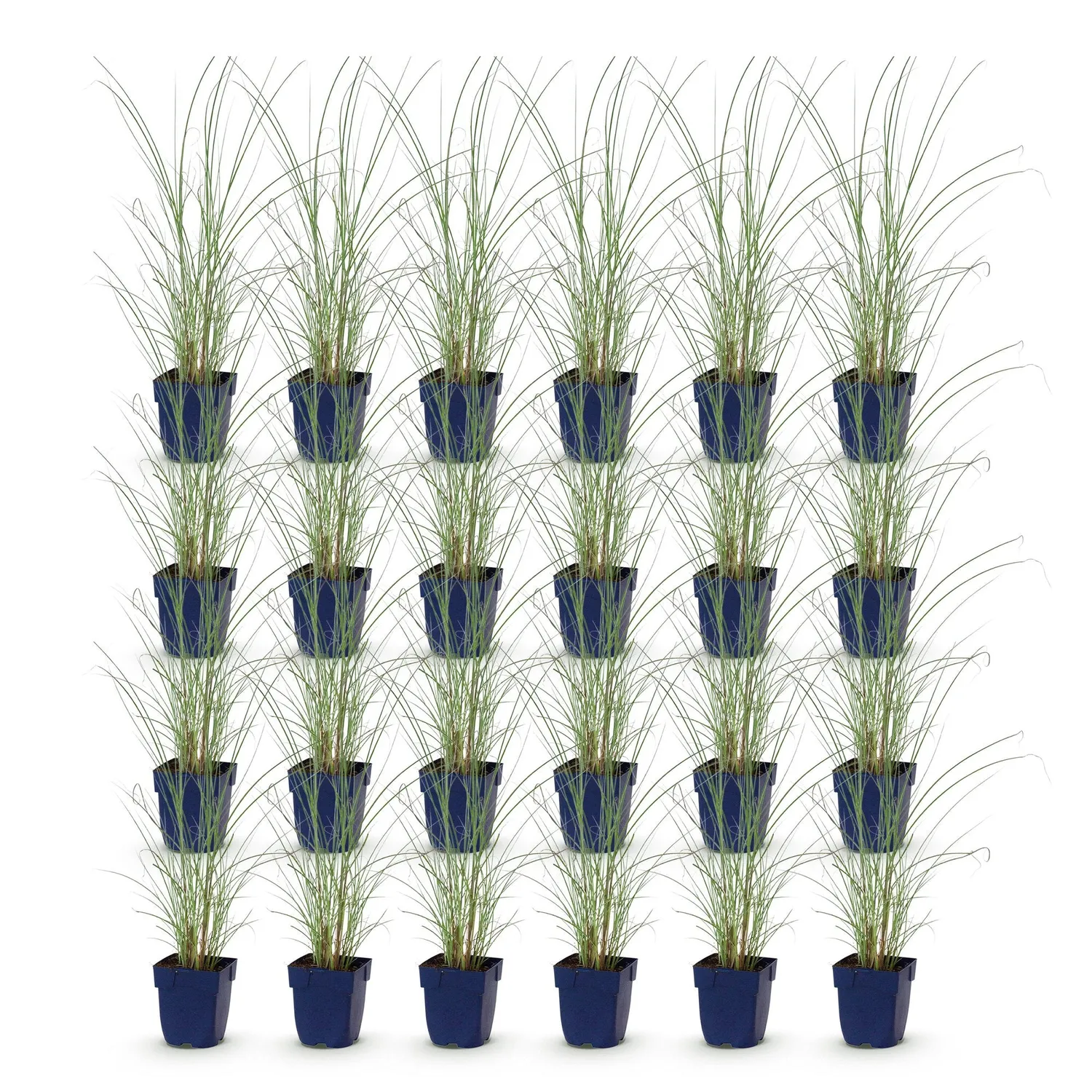 Plant and Stories Miscanthus Morning Light graminée 6 plants pot 11 cm