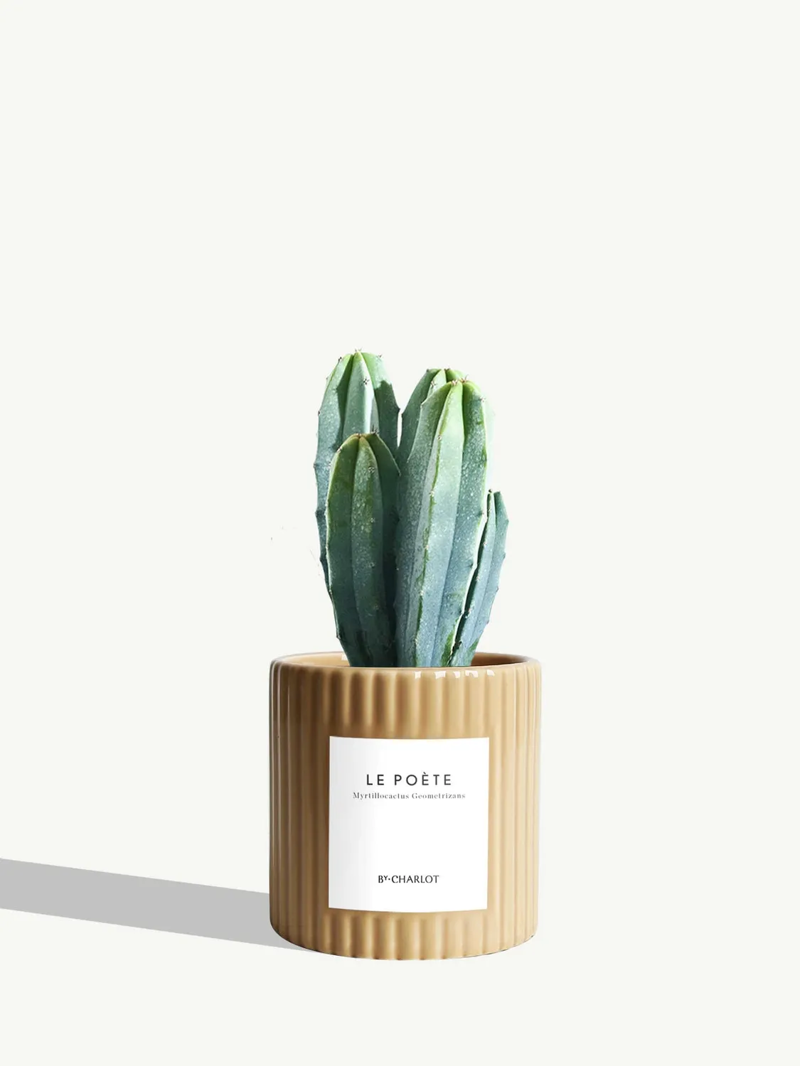 By Charlot Le Poète cactus pot S Myrtillocactus