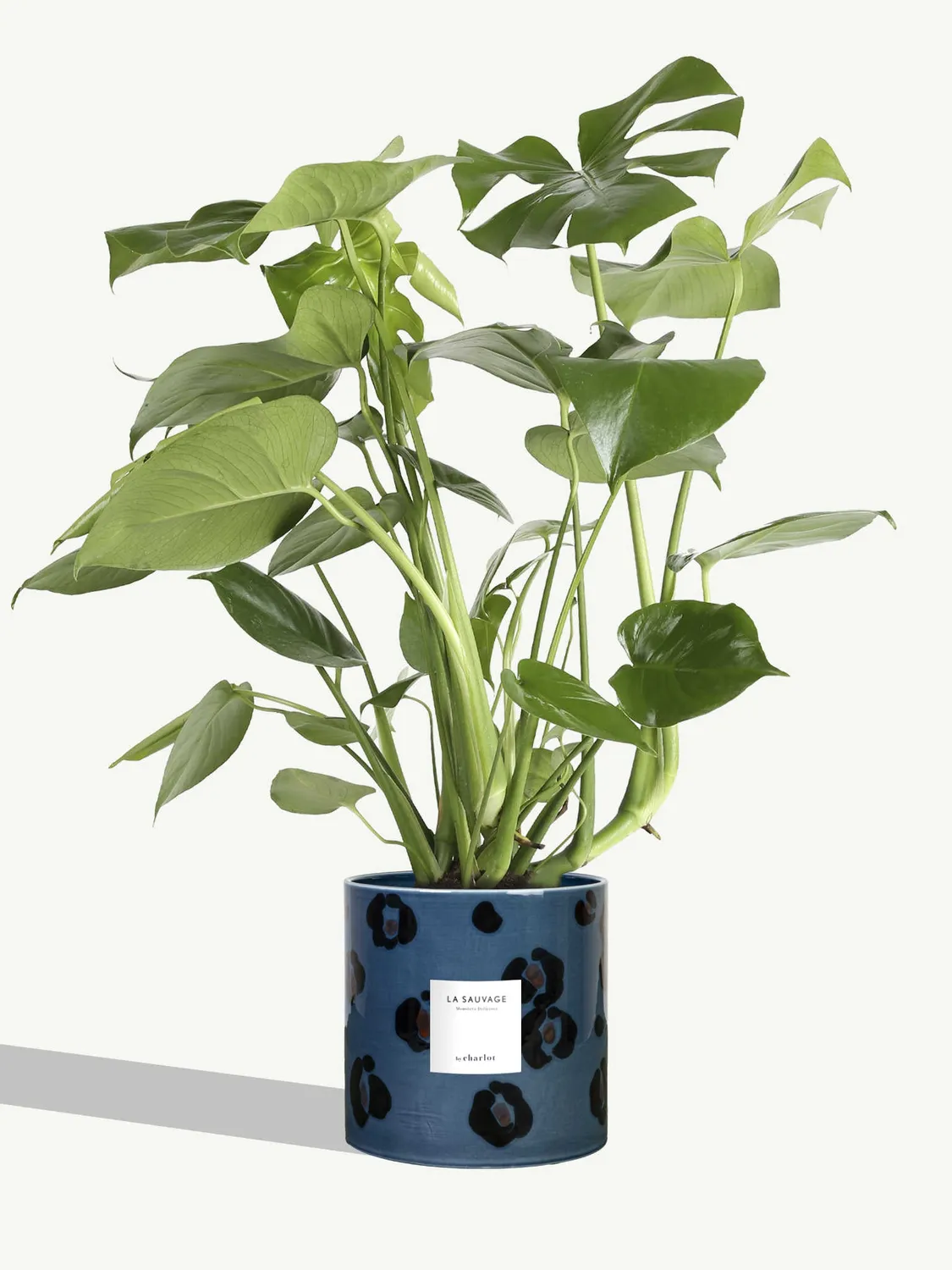 By Charlot La Sauvage plante monstera 77 cm pot 18 cm