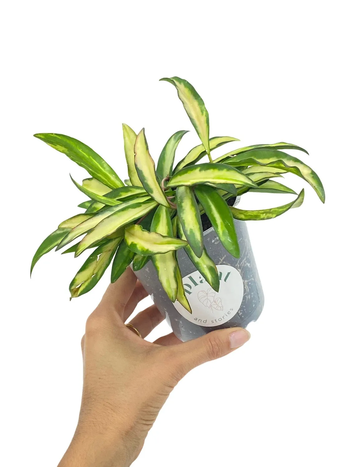 Plant and Stories Hoya Wayetii Variegata plante intérieur pot 9cm