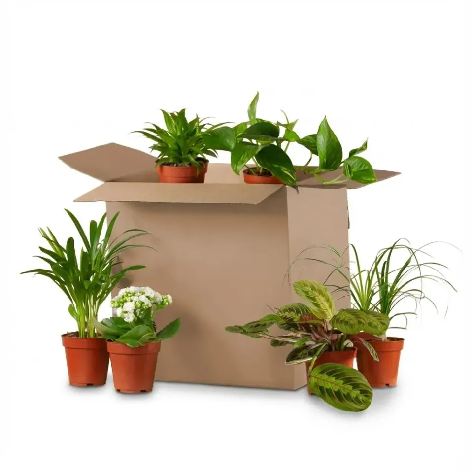 Plant and Stories Deuxième Chance box 6 plantes sans cache-pot