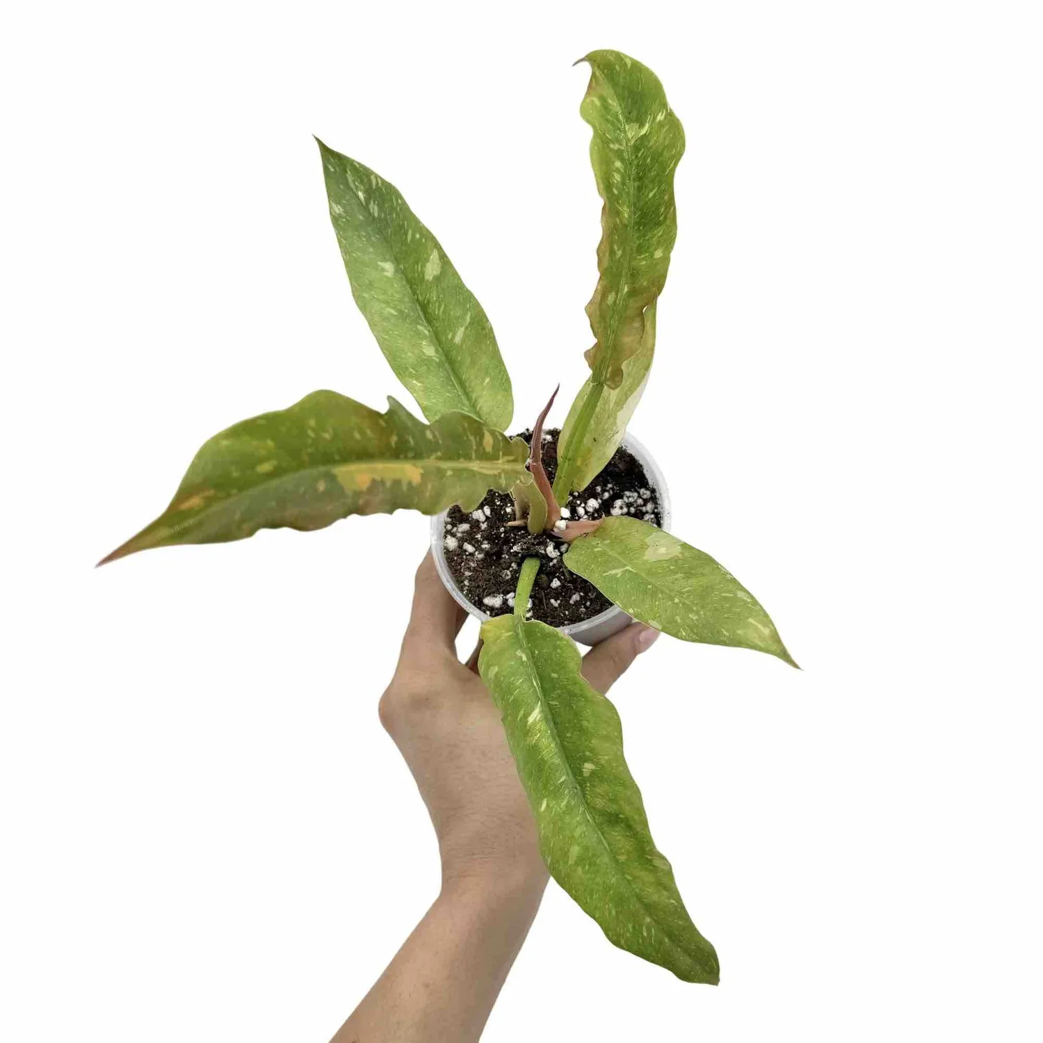 Plant and Stories Philodendron Ring of Fire plante pot 6 cm