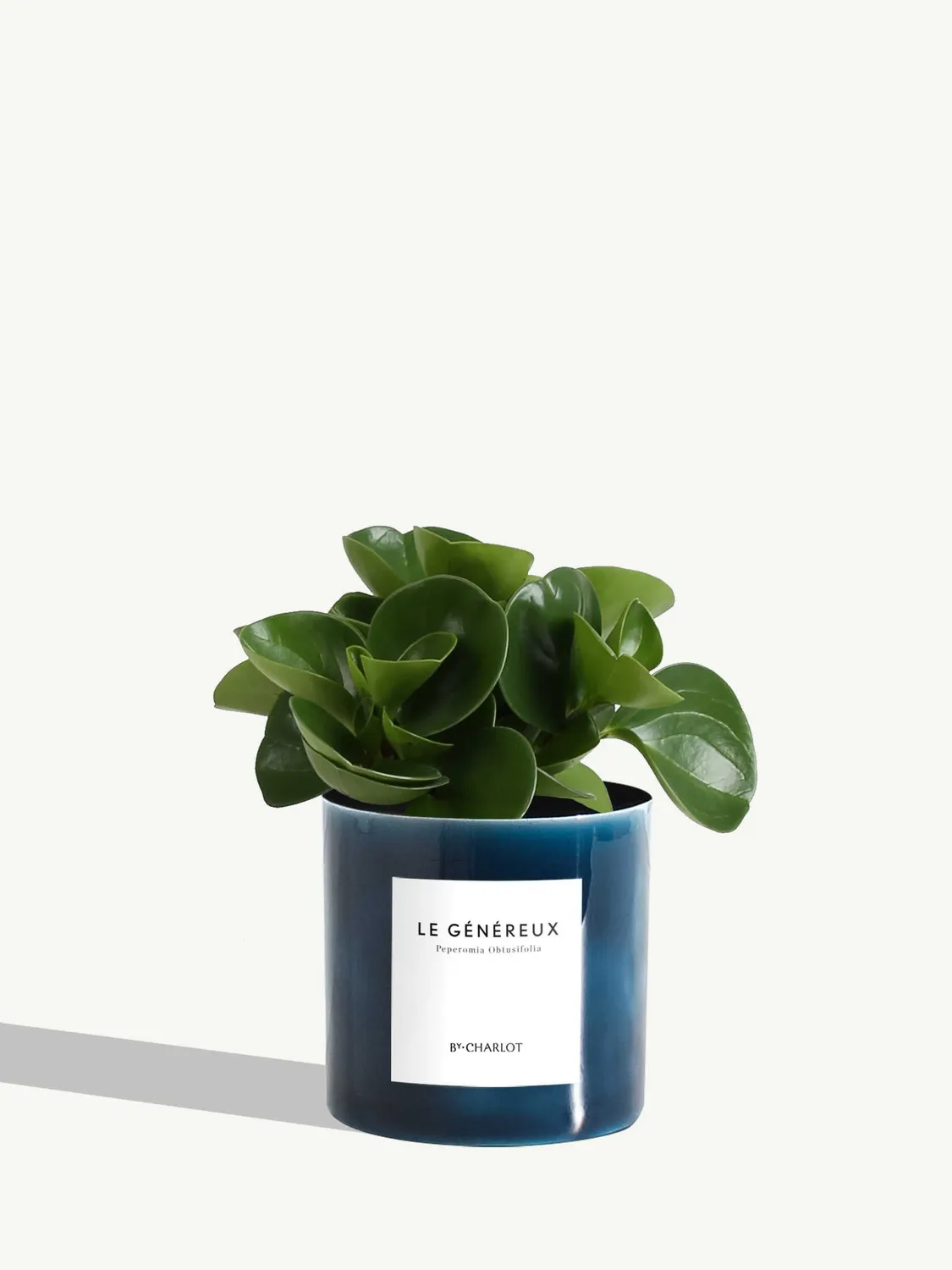 By Charlot Le Généreux plante peperomia pot 10 cm