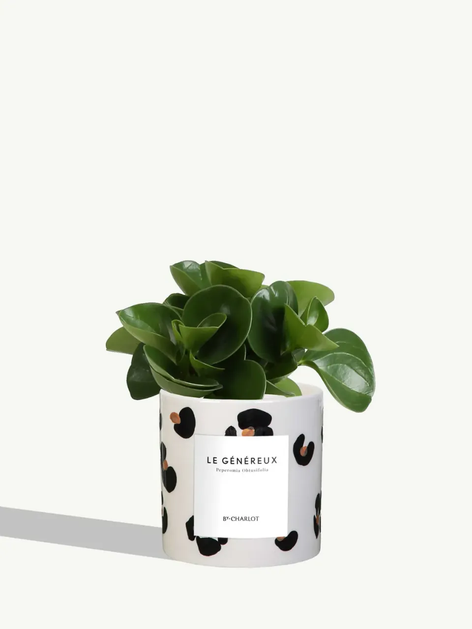 By Charlot Le Généreux plante pot S peperomia