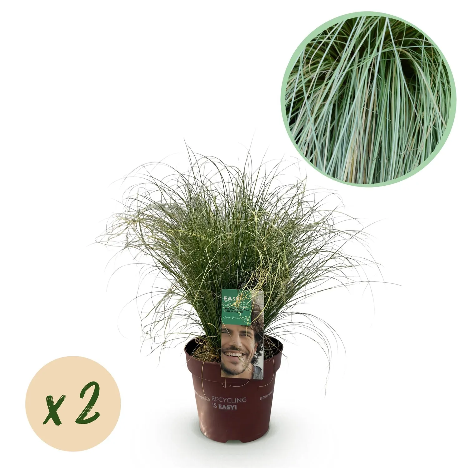 Plant and Stories Carex Frosted Curls laîche pot 17 cm ombre