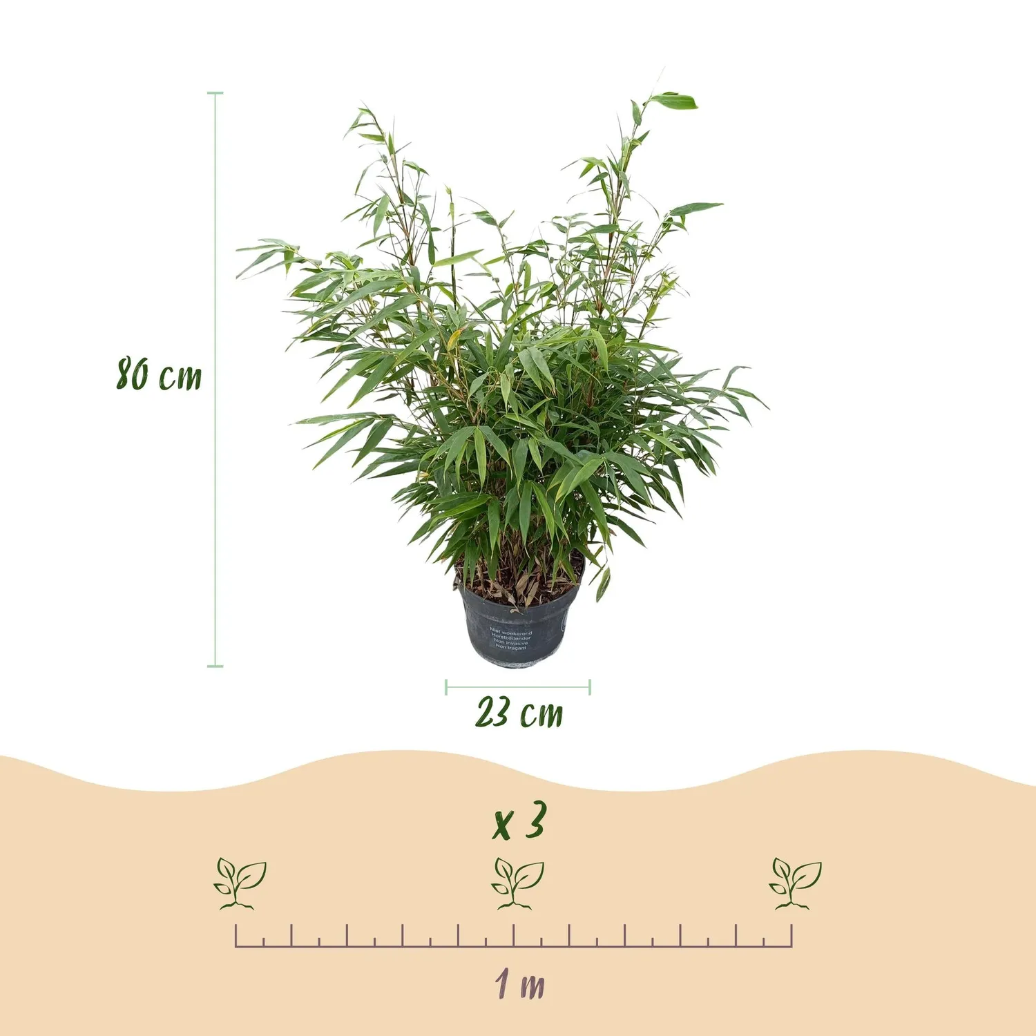 Plant and Stories Fargesia Pingwu bambou 1 plant non traçant