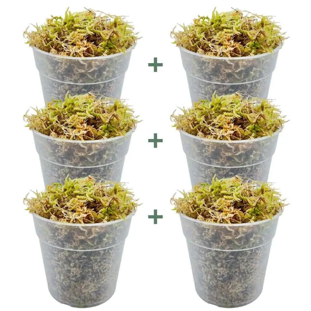 Plant and Stories sphaigne vivante mousse substrat naturel