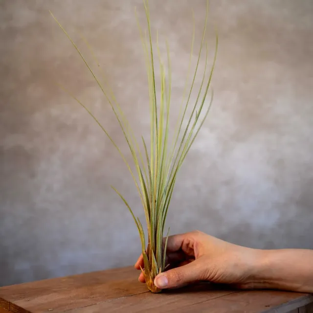 Airplantshop Juncea tillandsia plante aérienne XL
