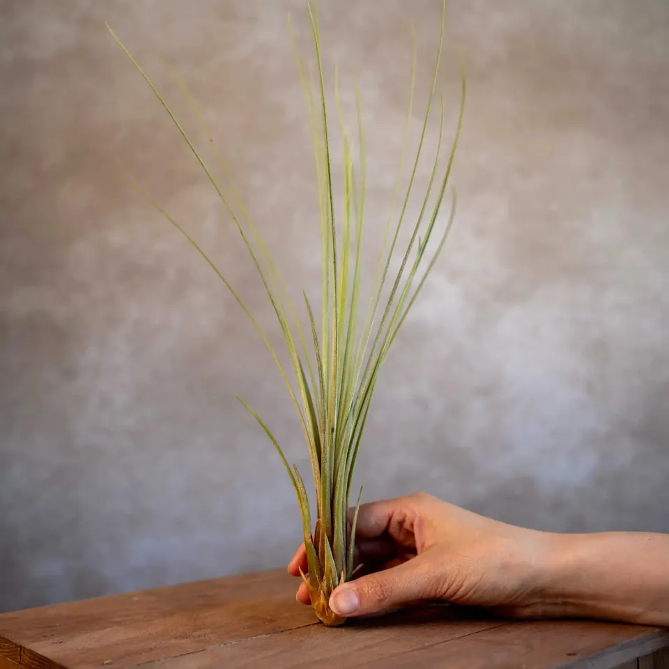 Airplantshop Juncea tillandsia plante aérienne XL