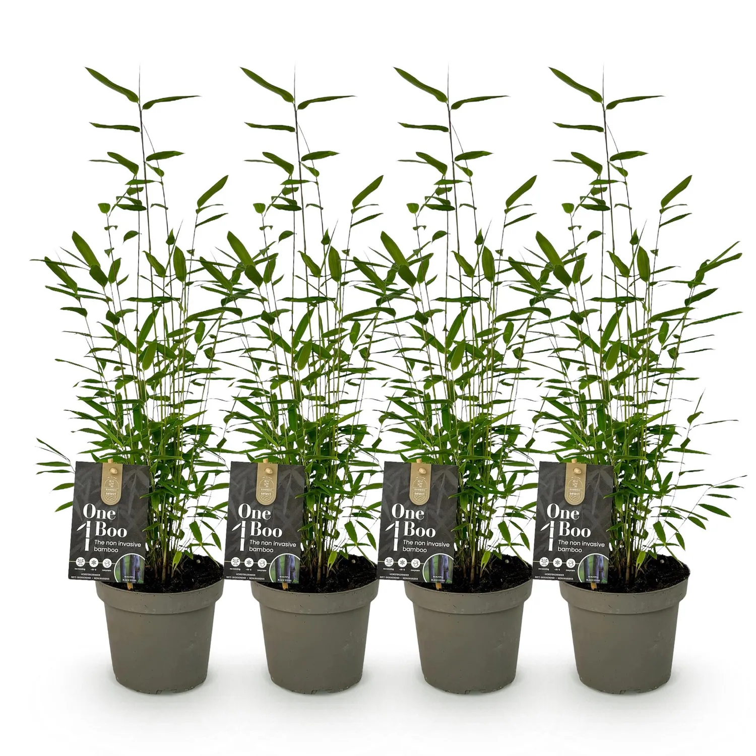 PLANT AND STORIES Bambou Fargesia Black Dragon 2 plants pot 14cm