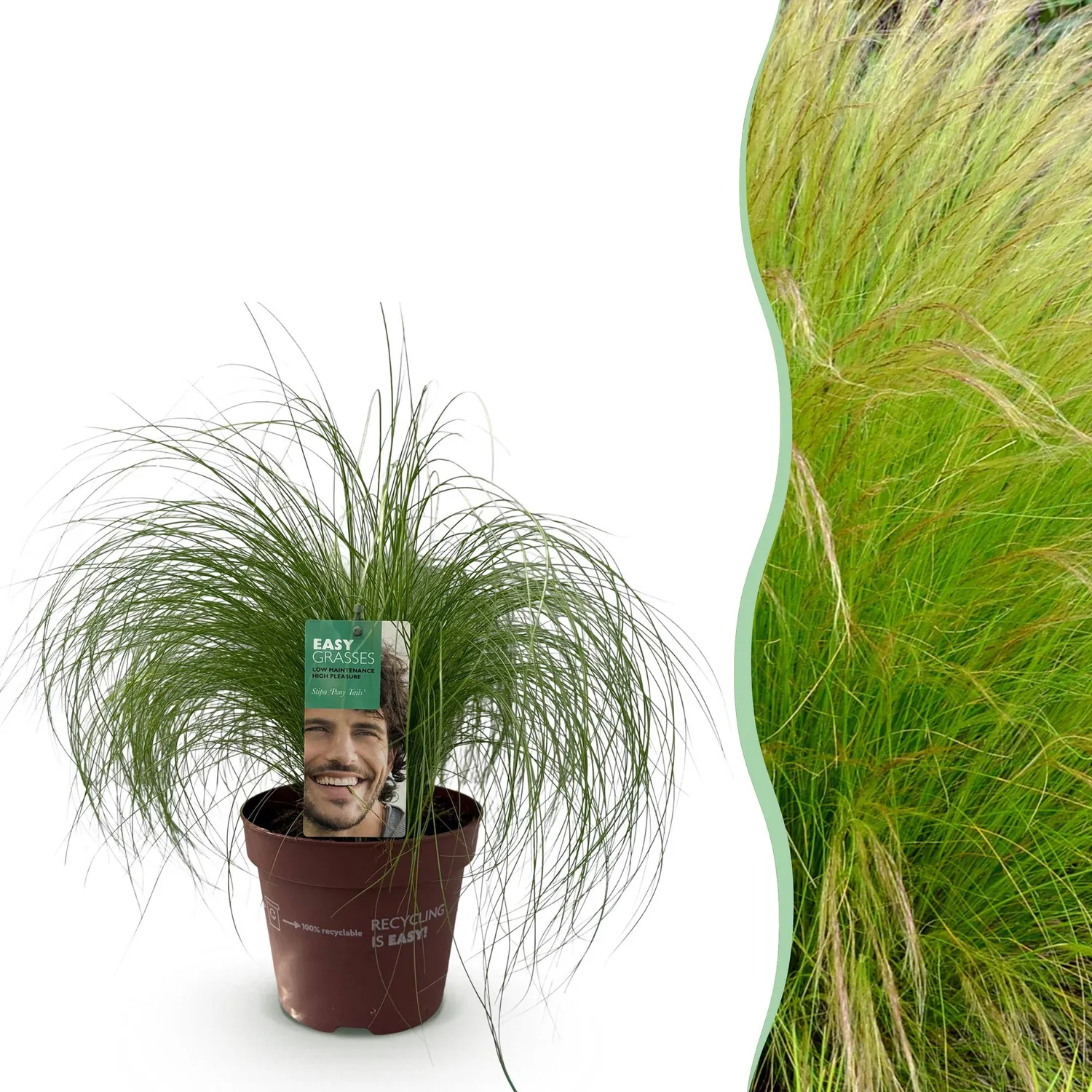 Plant and Stories Cheveux d'ange Pony Tails graminée 1 plant
