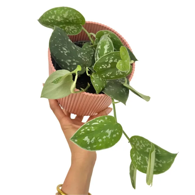 Plant and Stories Scindapsus Pictus Argyraeus pothos argenté retombant