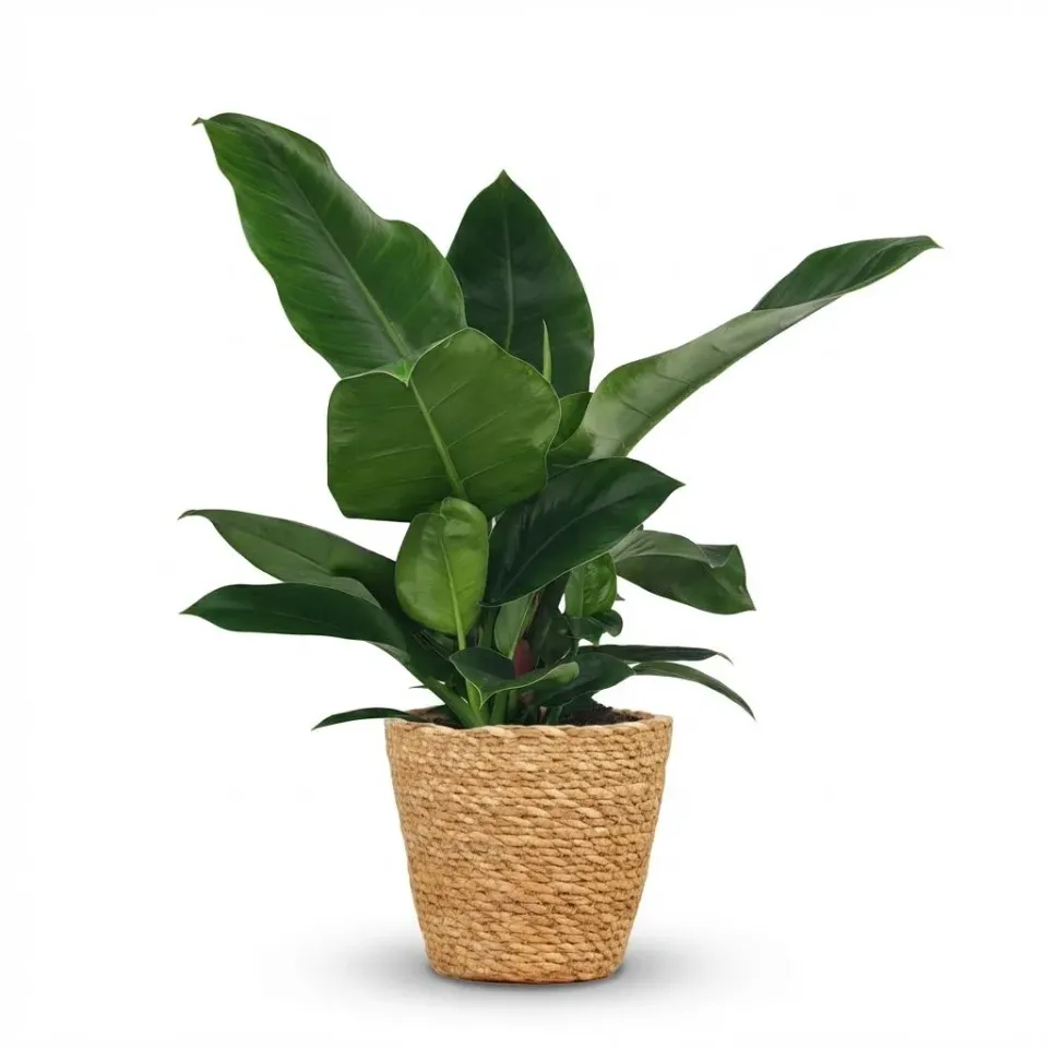 Plant and Stories Imperial Green philodendron vert pot 19 cm