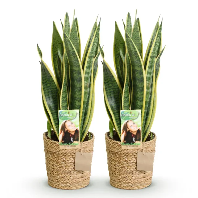 Plant and Stories Sansevieria Laurentii lot 2 pot 17cm