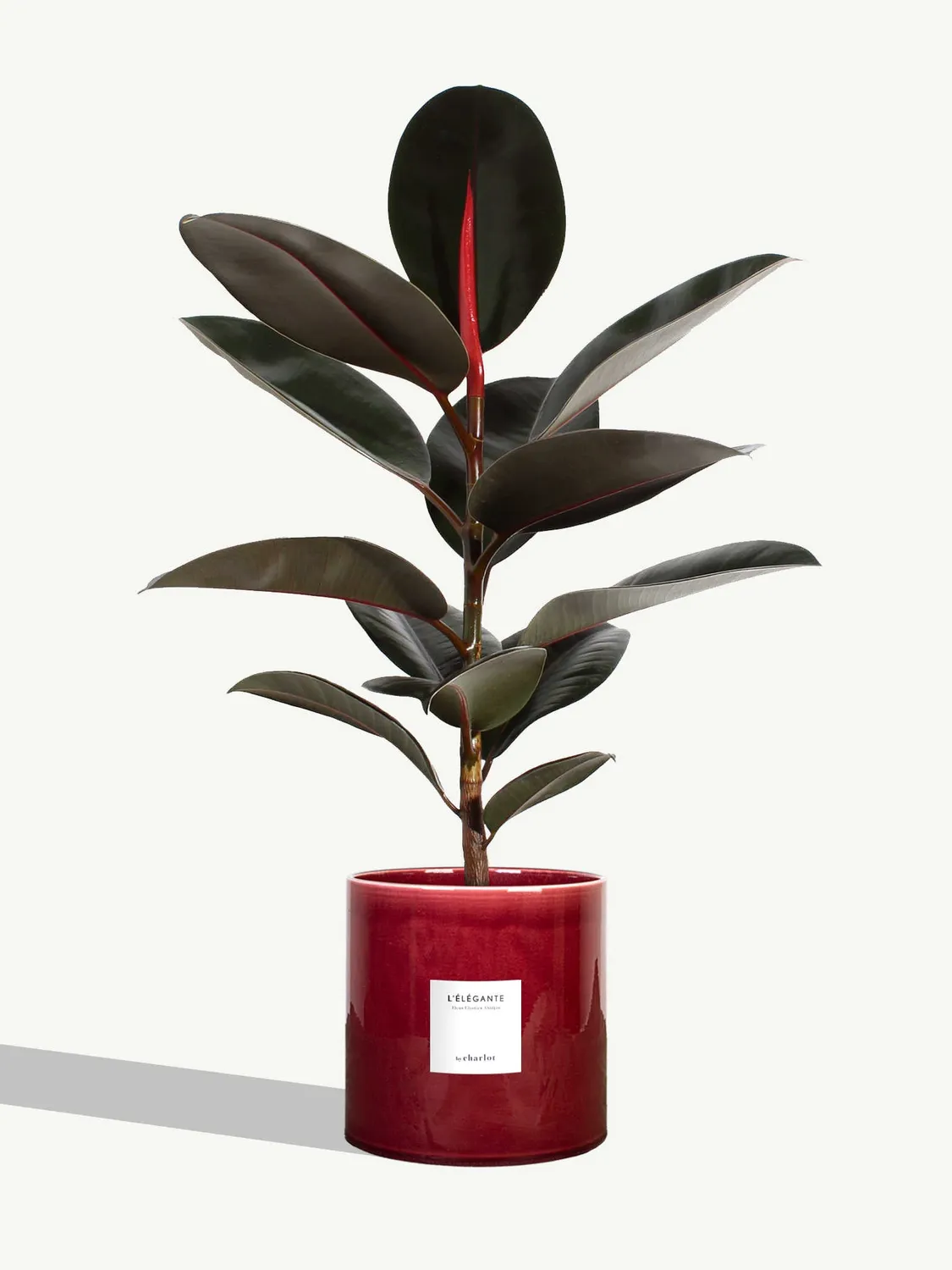By Charlot L'Élégante grande plante ficus 18 cm