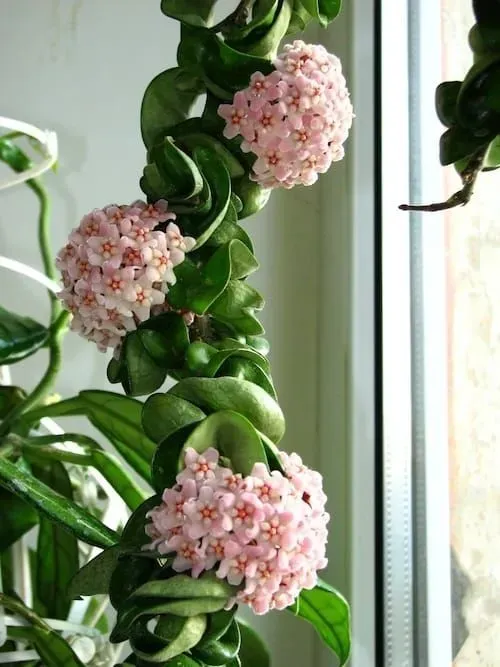 Plant and Stories Carnosa Compacta hoya plante pot 6cm torsadée
