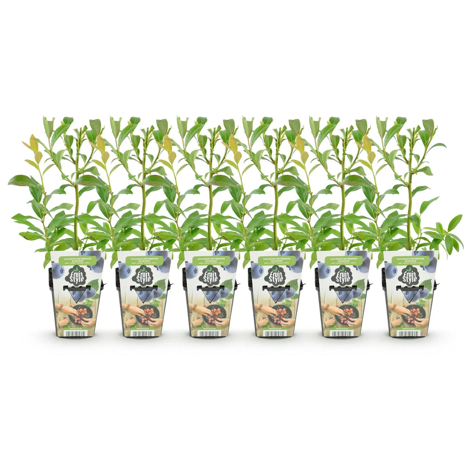 Plant and Stories Bluecrop myrtillier 3 plants fruitier rustique