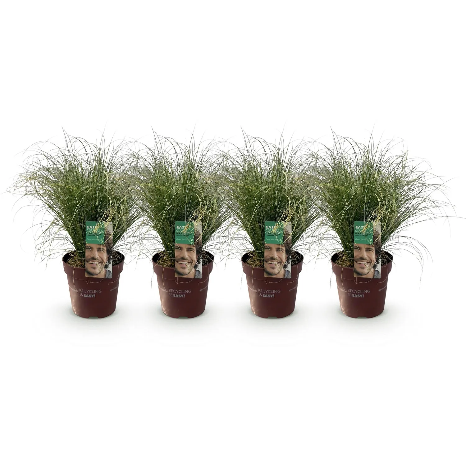 Plant and Stories Carex Frosted Curls laîche pot 17 cm ombre