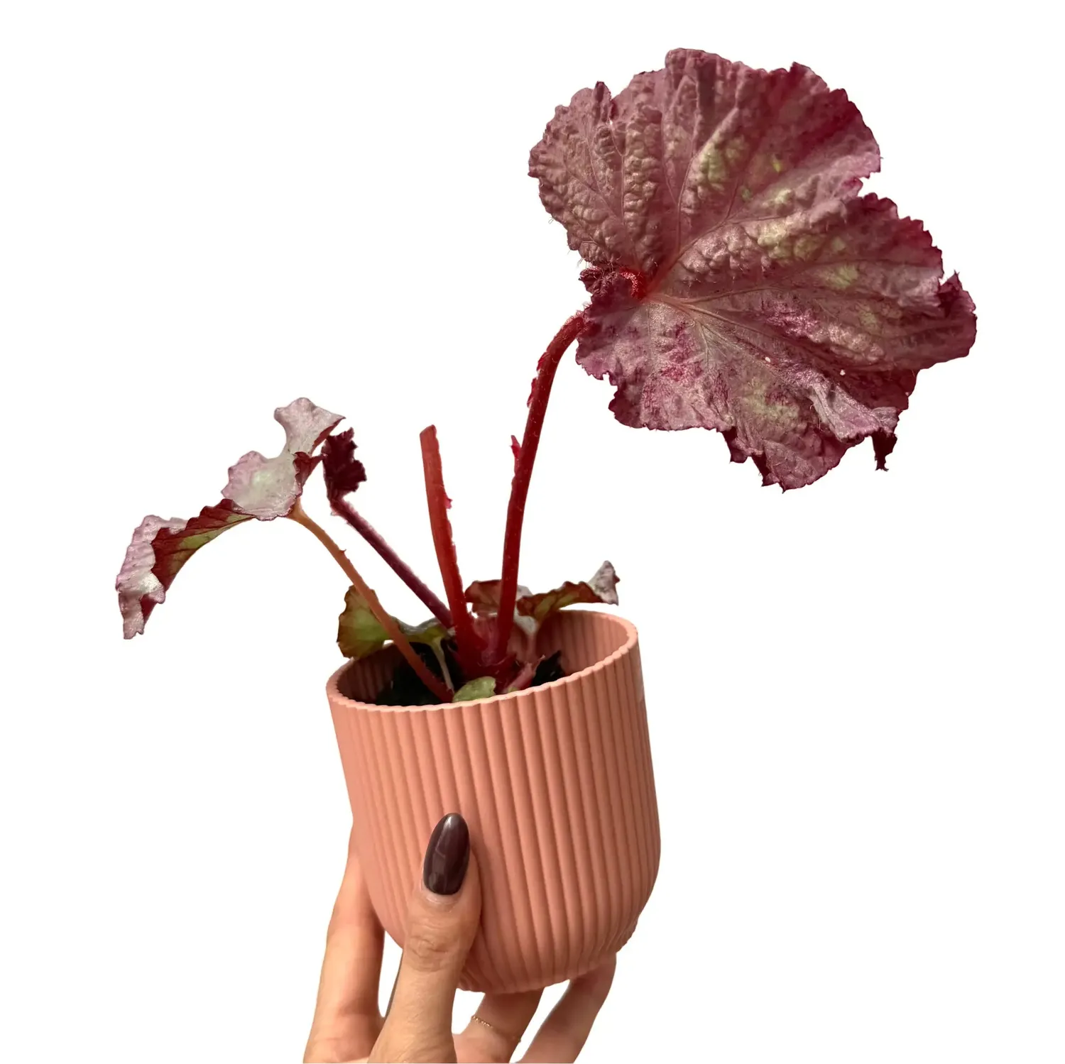 Plant and Stories Begonia Pink Panther plante pot 8 cm rose