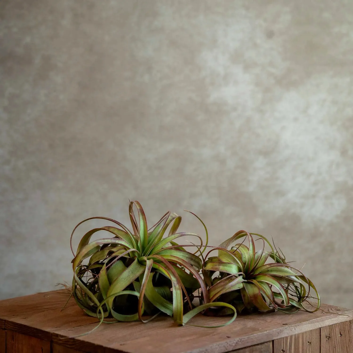 Airplantshop Eric Knobloch plante hybride terrarium S-M