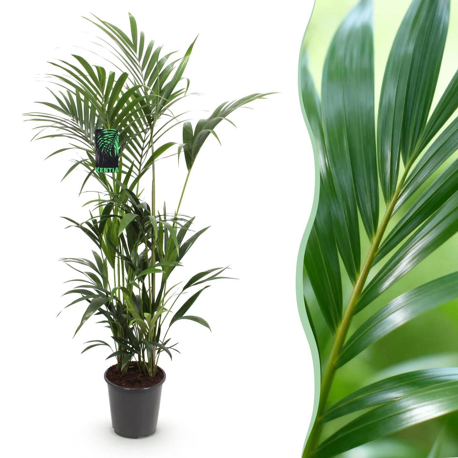 Plant and Stories Howea Kentia palmier pot 27cm 160-170cm ombre