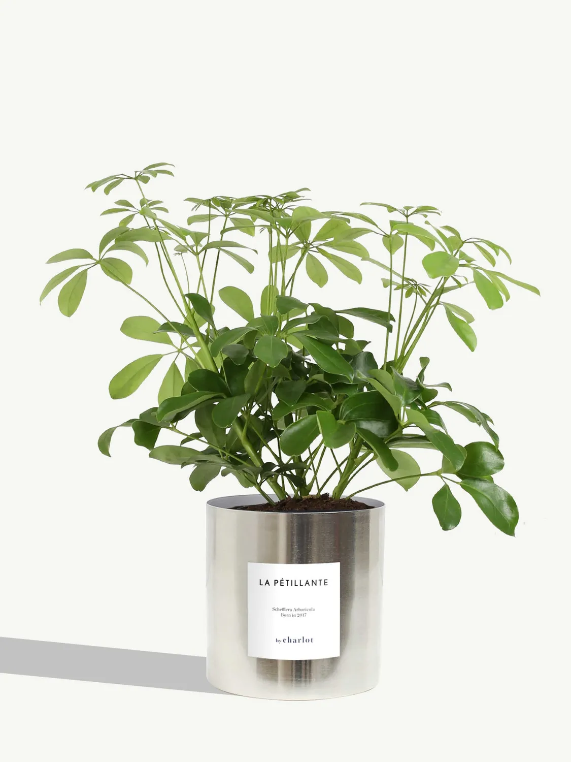 By Charlot La Pétillante schefflera pot 14 cm