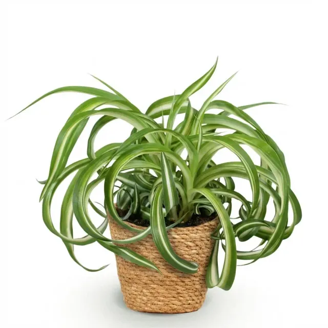 Plant and Stories Chlorophytum Bonnie plante pot 12cm bouclée