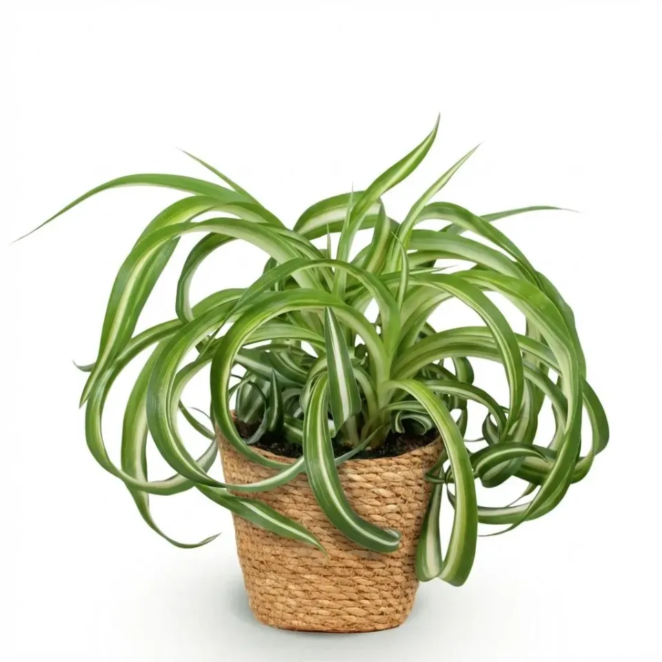 Plant and Stories Chlorophytum Bonnie plante pot 12cm bouclée