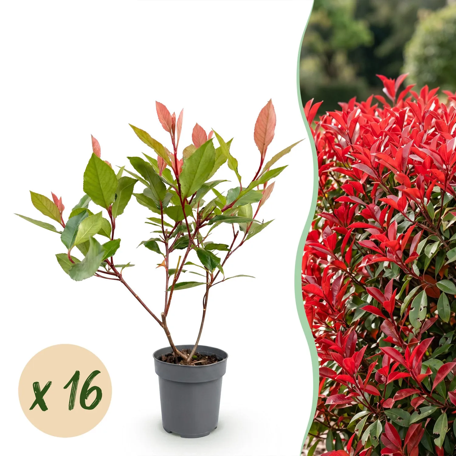 Plant and Stories Photinia Little Red Robin haie 8 plants persistante