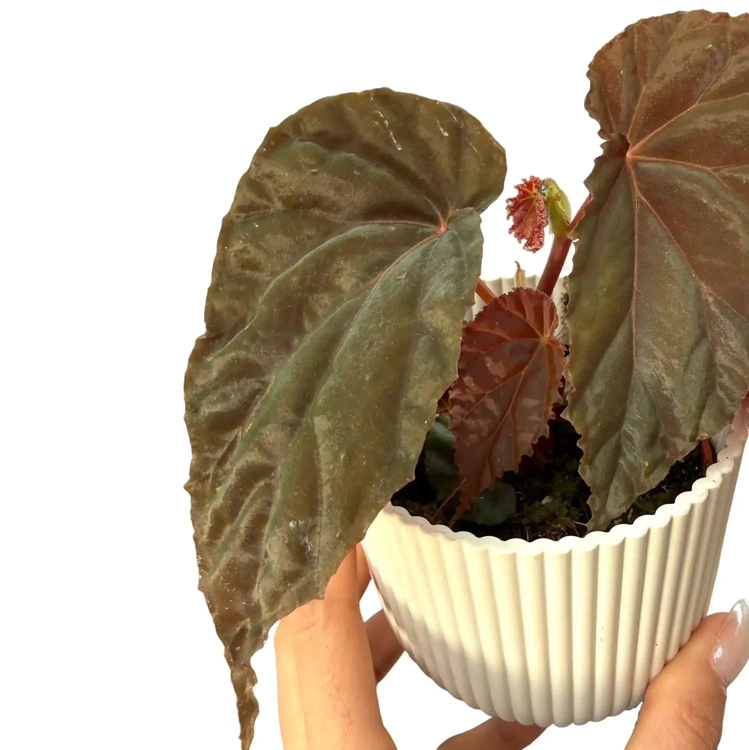Plant and Stories Begonia Black Blood plante pot 8 cm noir