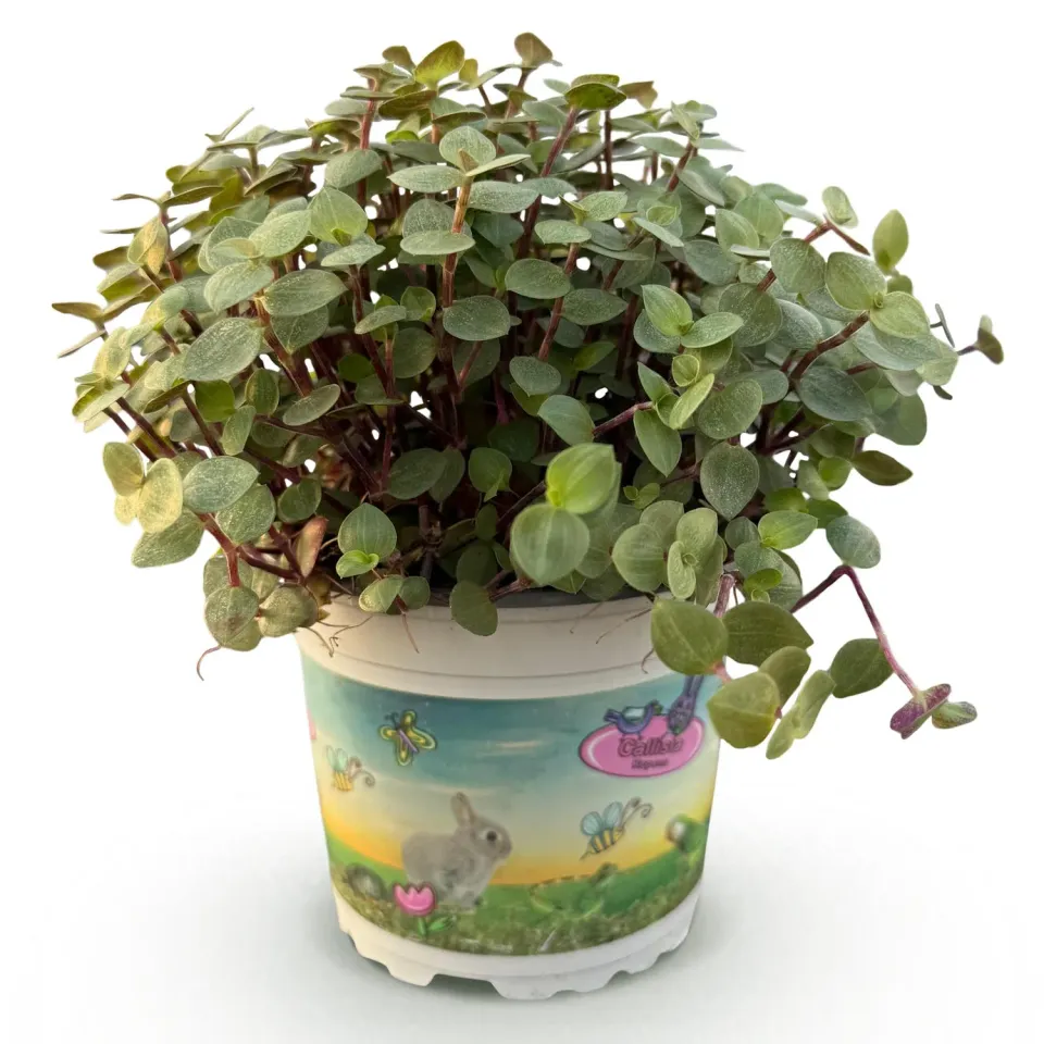 Plant and Stories repens callisia tortue pet-friendly pot 12 cm