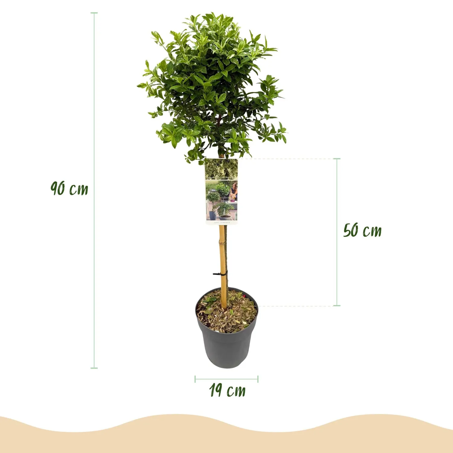 Plant and Stories Harlequin fusain sur tige 90 cm pot 19 cm panaché