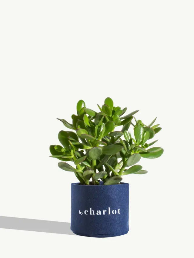 By Charlot La Délicate plante crassula recharge M