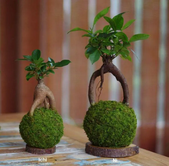 AQUAPHYTE Daitokuji Ni kokedama ficus ginseng