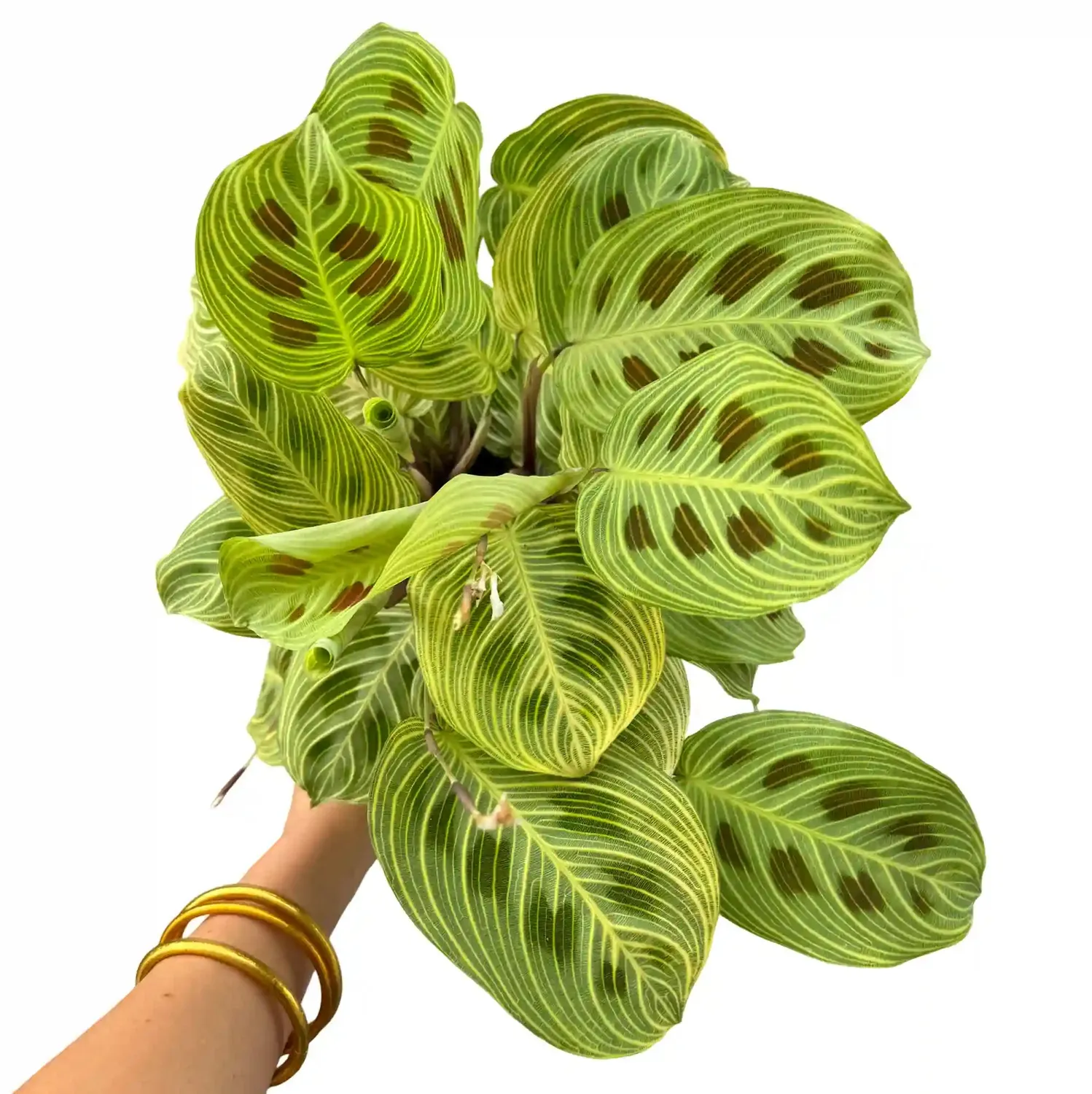 Plant and Stories Maranta Light Veins plante pot 11 cm nervures
