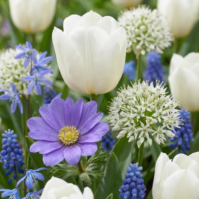 Plant and Stories mélange bulbes bleus 125 bulbes 10/12