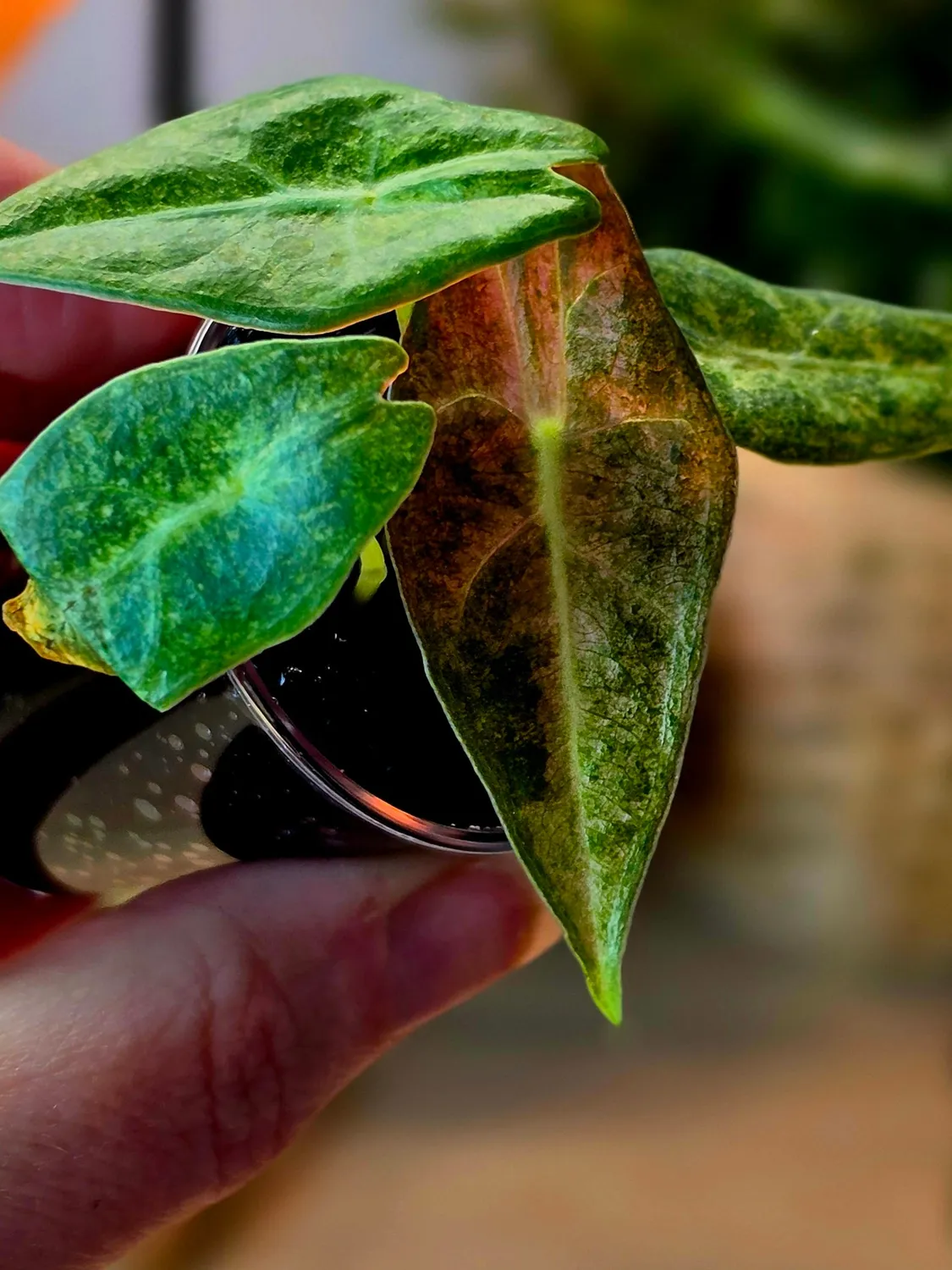 plant.ess Alocasia Black Satun Stardust plante rose 4 feuilles