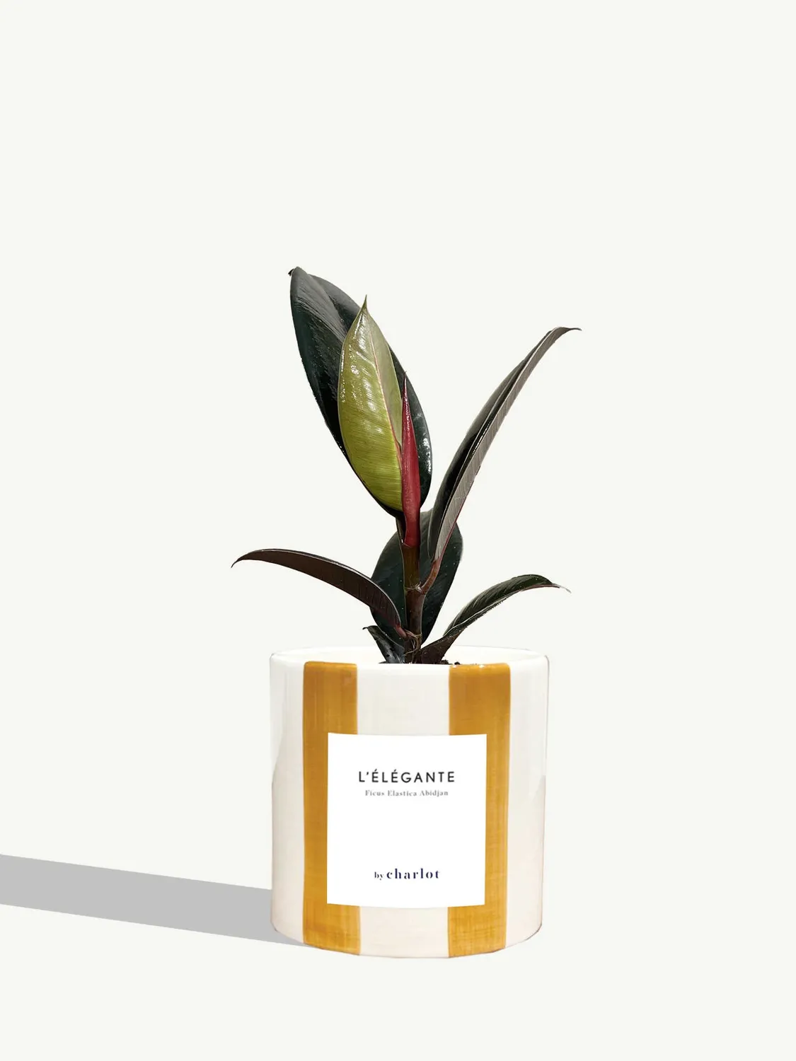 By Charlot L'Élégante Plante verte facile d'entretien