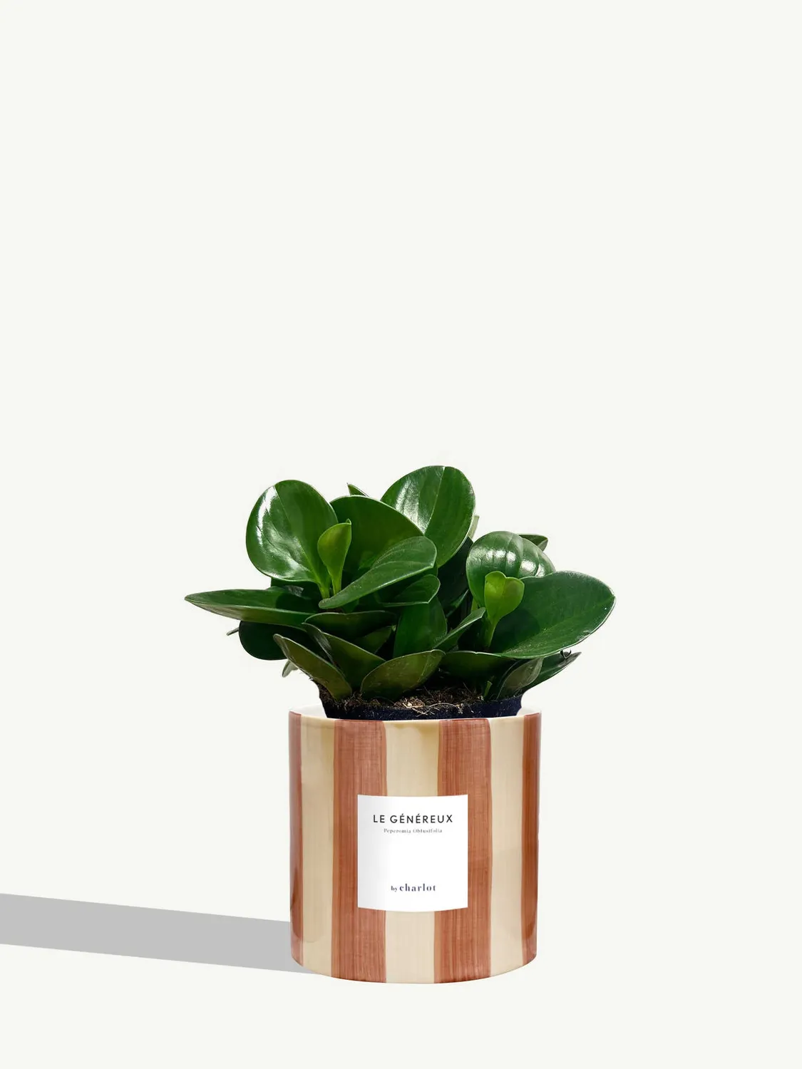 By Charlot Le Généreux peperomia plante pot 14 cm
