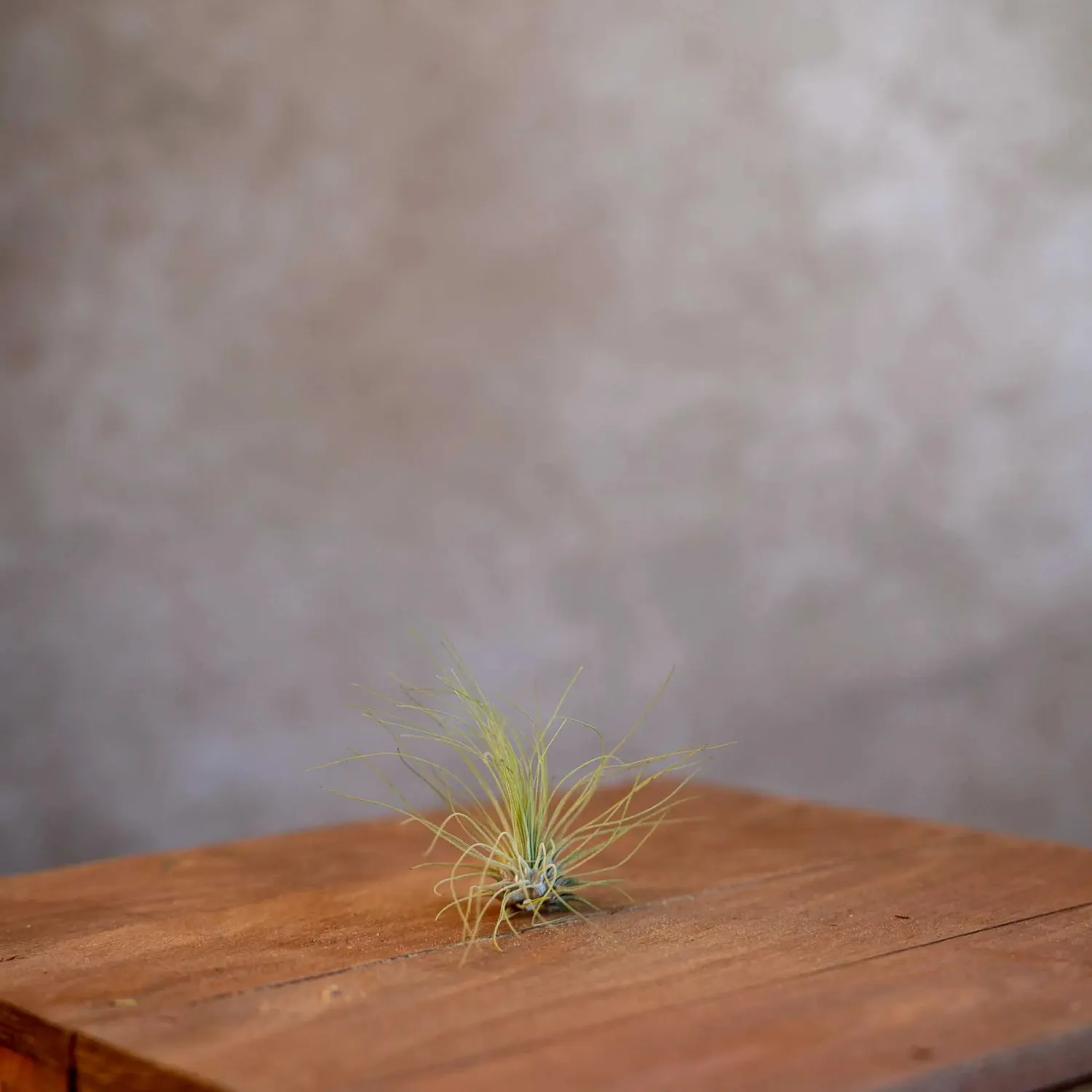 Airplantshop Tillandsia Argentea mini plante aérienne
